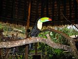 Costa Rica - Rainforest - 6